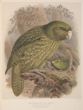 Sir Walter Lawry Buller - A history of the Birds of New Zealand (1887-88)