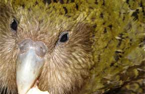 Kakapo Pura, up close and personal. Photo: Tristan Rawlence